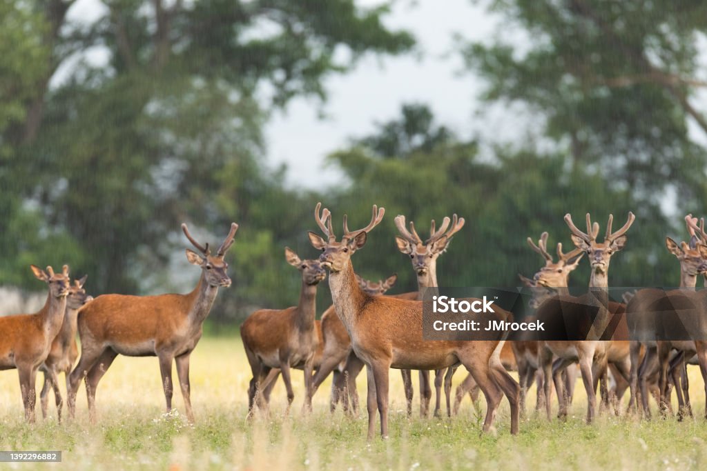 Herd of red deer observing on field in summer nature Herd of red deer, cervus elaphus, observing on field in summer nature. Bunch of animals with new growing velvet antlers standing on grass. Wild mammals looking on glade. Red Deer - Animal Stock Photo