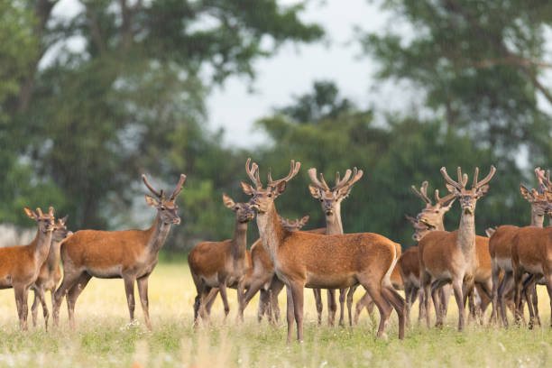 Herd of red deer observing on field in summer nature stock photo