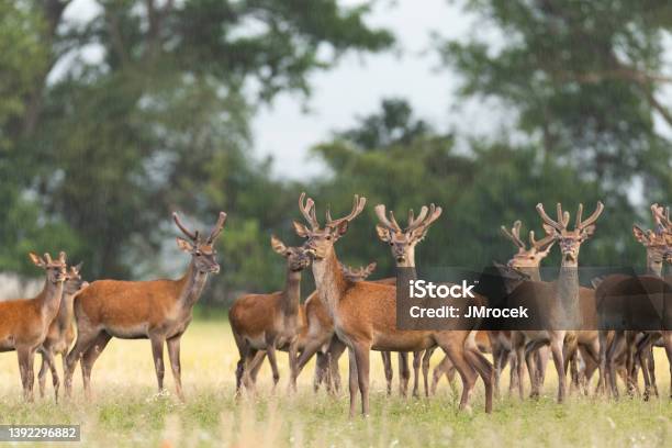 Herd Of Red Deer Observing On Field In Summer Nature Stock Photo - Download Image Now