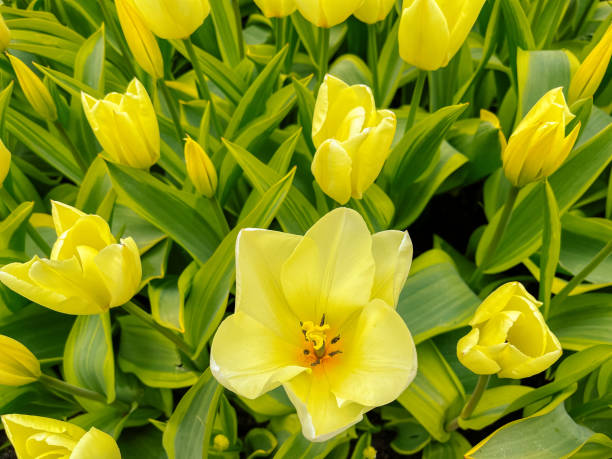 istock Tulip flowers in Spring 1392297115