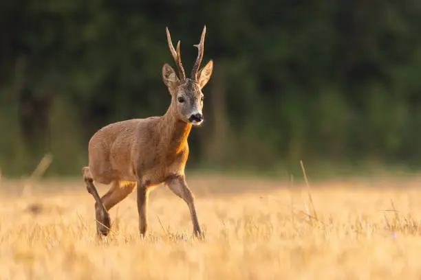 Superior roe deer, capreolus capreolus, buck walking on a stubble field in in summer. Roebuck with large antlers on a summer morning from side view with copy space. Animal wildlife in nature.