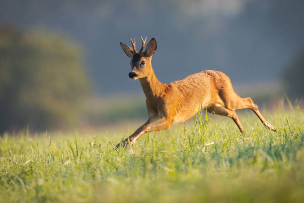 istock Roe deer buck running through a meadow wet from morning dew in summer 1392297484