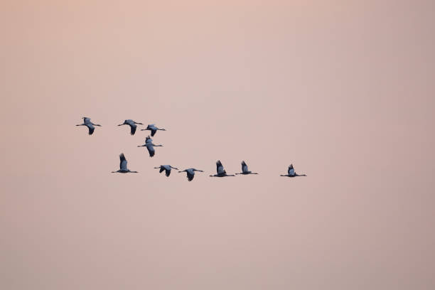 istock Flock of common cranes flying over a sky at sunset during spring migration. 1392298592