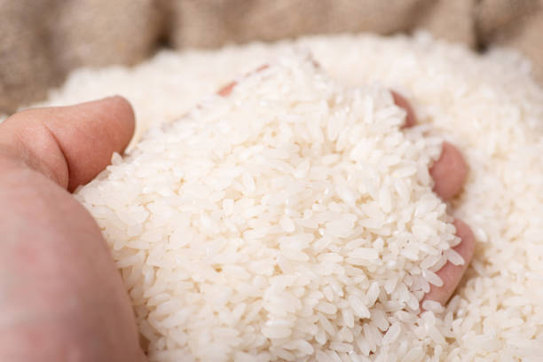 Hand of a man looking through harvested rice in a linen sack, checking its quality stock photo