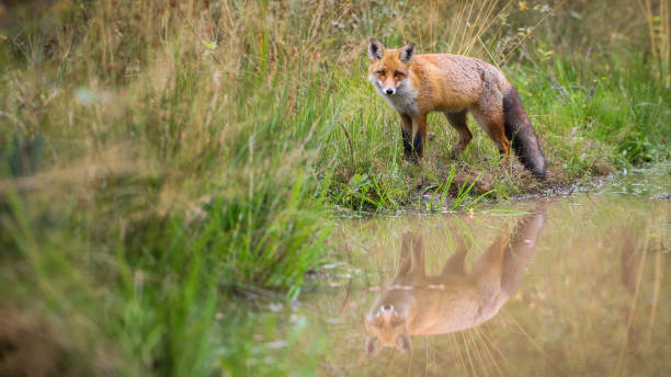 istock Red fox looking standing near the water with copy space 1392298681