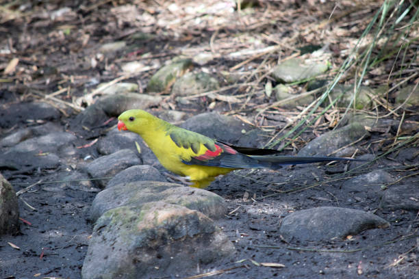 this is a female regent parrot - lime imagens e fotografias de stock