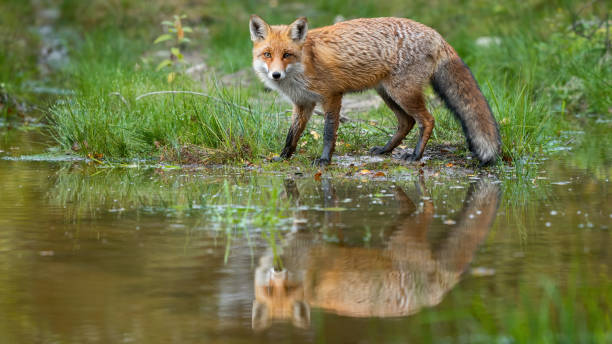 istock Red fox looking to the camera on flood in autumn nature 1392298757