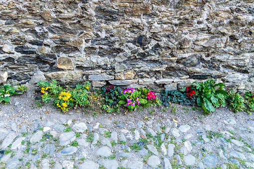 borders of flowers on the side of a stony road