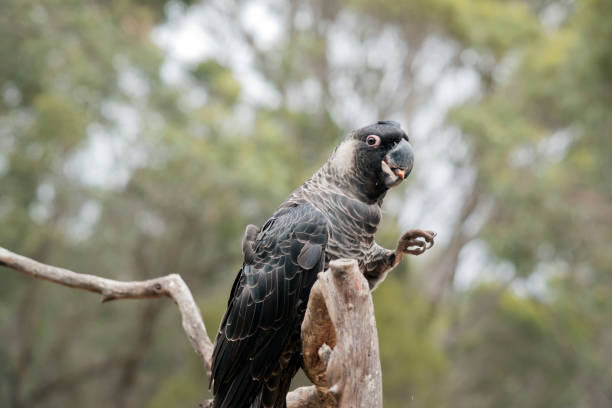 istock the white tailed black cockatoo is on a perch eating a nut 1392299222