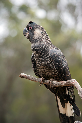the white tailed black cockatoo has black feathers with white on the edges a white cheek and white tail feathers