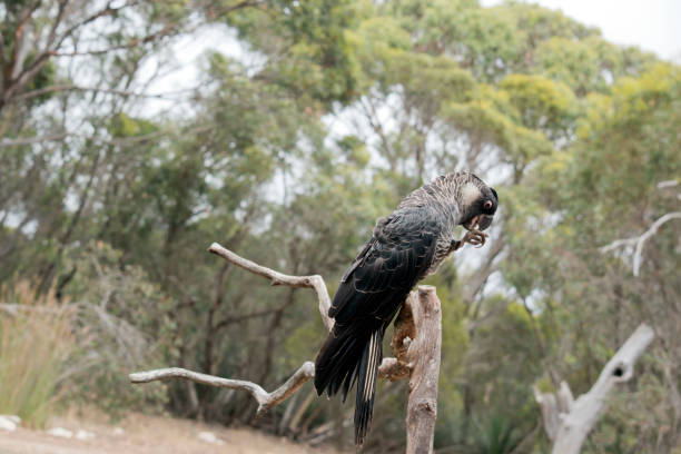 istock the white tailed black cockatoo is eating a nut 1392299282