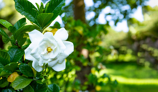 White gardenia flower on bush close up, banner for website. High quality photo