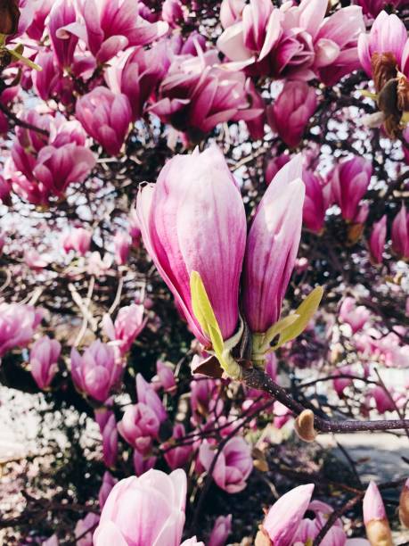 満開の美しいピンクのフレッシュなモクレンの花、クローズアップ。春に花を咲かせる木々。自然の背景。 - tree magnolia vibrant color close up ストックフォトと画像