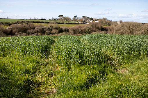 Farmland in Cornwall, England