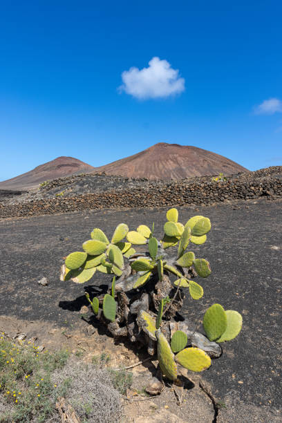 istock Lanzarote, Canary Islands 1392302646