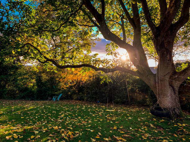 Pretty Gardens and Sunny Skies A back garden in Northumberland, England at dawn. The sun is rising in the background behind the tree in the garden. There is a makeshift swing attached the tree with ropes. tire swing stock pictures, royalty-free photos & images