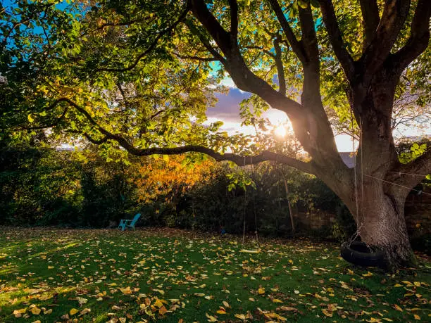 A back garden in Northumberland, England at dawn. The sun is rising in the background behind the tree in the garden. There is a makeshift swing attached the tree with ropes.
