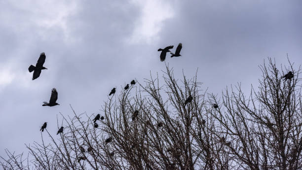 istock A flock of crows sits on a tree in winter 1392304397