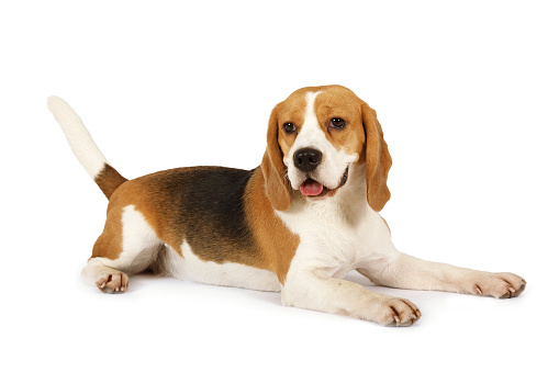 Studio shot of a purebred Beagle dog lying isolated on white background
