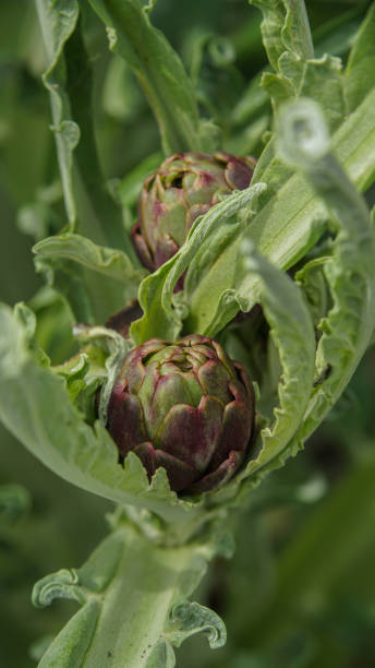 istock Artichoke in the foreground on the floor 1392306215
