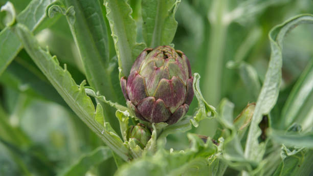 Artichoke in the foreground on the floor Close-up of an artichoke on its purple plant yet to mature. Artichoke stock pictures, royalty-free photos & images