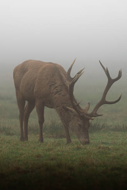 istock Deer grazing amongst fog. 1392306366