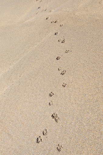 Paw Prints Pictures | Download Free Images on Unsplash