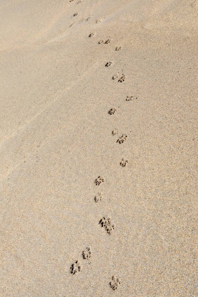 pies łapa drukuje w piasku na plaży - dog paw print beach footprint zdjęcia i obrazy z banku zdjęć