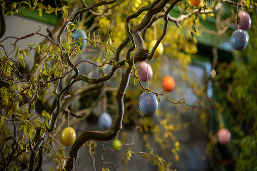 Multi-coloured eggs hanging from a tree
