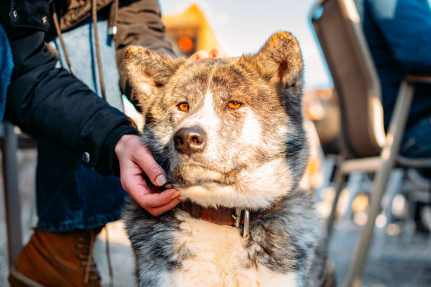 Akita Spending Time With its Owner in a Beach Cafe