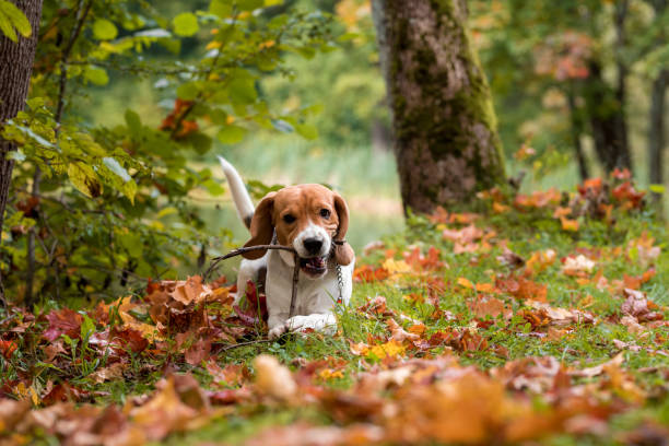 istock Beagle Dog Playing with Tree Banch. Autumn Leaves in Background. 1392310180