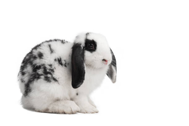 simpatico coniglio di bianco e nero con spazio di copia su bianco isolato.  concetto di animale domestico - orecchie grandi foto e immagini stock