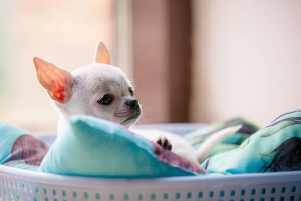 istock Small young chiwawa dog portrait 1392311196