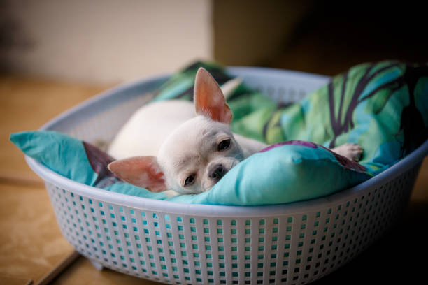 istock Sleeping Small young chiwawa dog portrait 1392311218