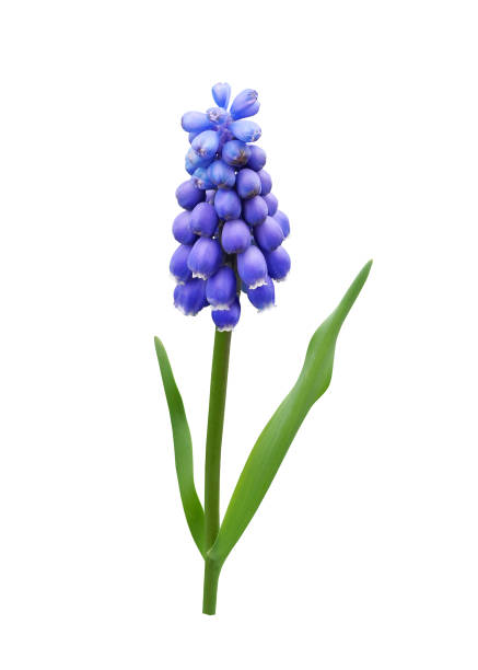istock Muscari first spring flower isolated on white 1392312178