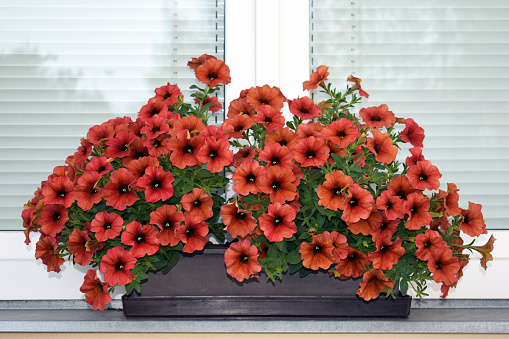 Beautifully blooming surfinias - overhanging petunias in a flower box on a windowsill