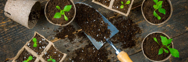 istock Transplanting flower seedlings into biodegradable peat moss pots. Zero waste, recycling, plastic free, gardening concept. Top view banner. 1392313116
