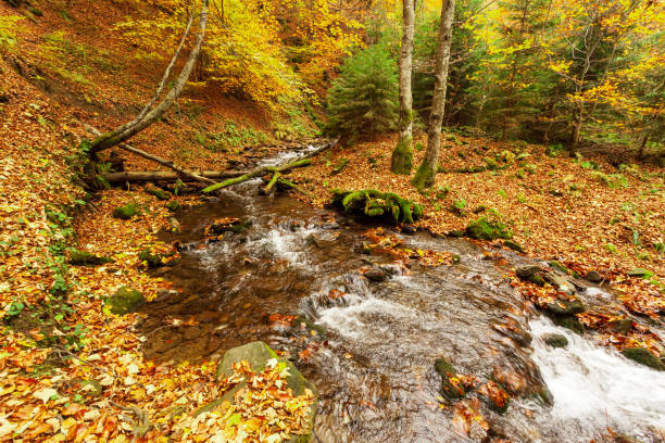 istock Ukraine. A gentle stream cascades around moss-covered rocks surrounded by trees adorned with autumn foliage in the Carpathians. National Park Shypit Carpathians. 1392313439