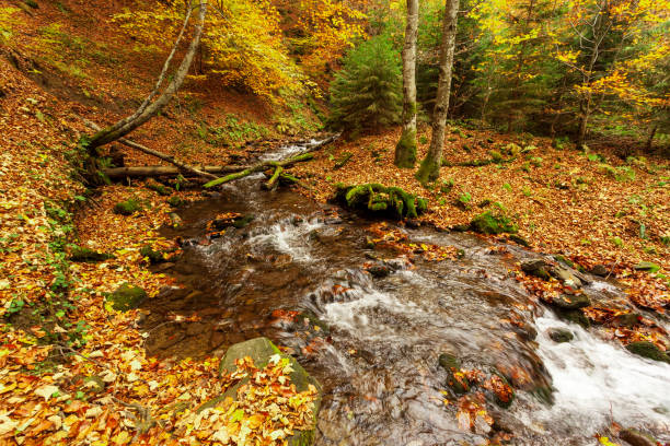 istock Ukraine. A gentle stream cascades around moss-covered rocks surrounded by trees adorned with autumn foliage in the Carpathians. National Park Shypit Carpathians. 1392315308