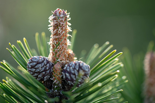 Pine tree association with blurred background with lot of copy space in Slovenia, Europe.