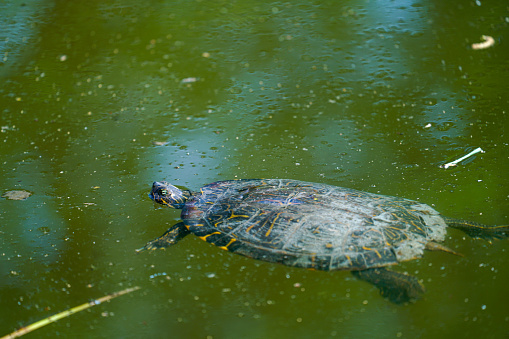 Domestic red eared turtle, Trachemys scripta in aquarium. Pond slider swimming in water. Famous fresh water tortoise for aquarium hobby. Aquatic organism, underwater life, aquarium pet