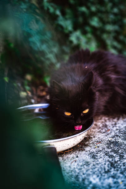 A beautiful image of a black cat drinking milk in front of a house. The cat sits calmly, enjoying its treat, with the house entrance in the background. The dark fur of the cat stands out against the warm setting, making it a perfect photo for themes like pets, home, and everyday moments.\