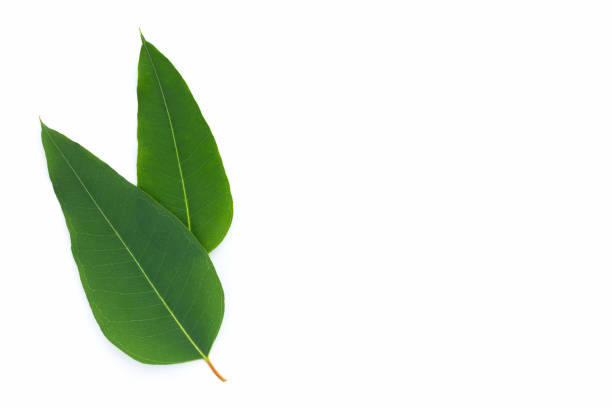 istock Eucalyptus leaves on white background. 1392317185
