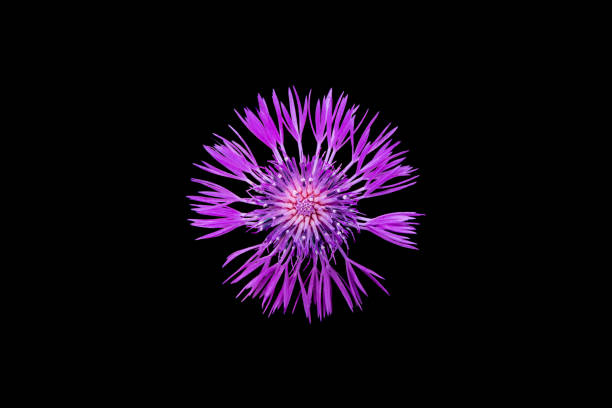 An artistic photograph of a unique cornflower (centaurea cyanus) . This endangered specimen is at the beginning of its bloom and captivates with unique clarity and symmetry of the flower structures.