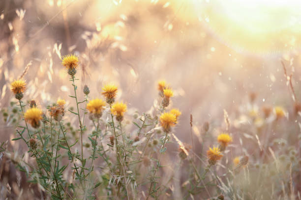 Field with sunlight Natural outdoors bokeh background sunset dew stock pictures, royalty-free photos & images