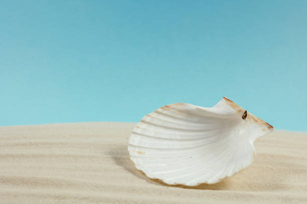 Background of light beach sand and a shadow from a palm tree with a place for text.
