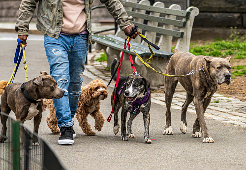 New York, NY, USA - April 18, 2022: A mastiff, a mixed breed, a doodle and two other dogs walk together through Manhattan’s Central Park in April 2022. Near the entrance to the park on the corner of 110th Street and Fifth Avenue.