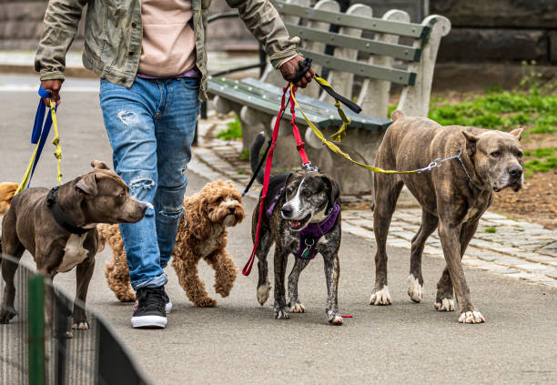 group of four dogs walk together in park on april day - the media imagens e fotografias de stock