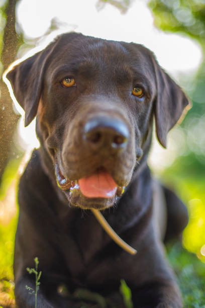 istock chocolate labrador walks in nature. 1392320575