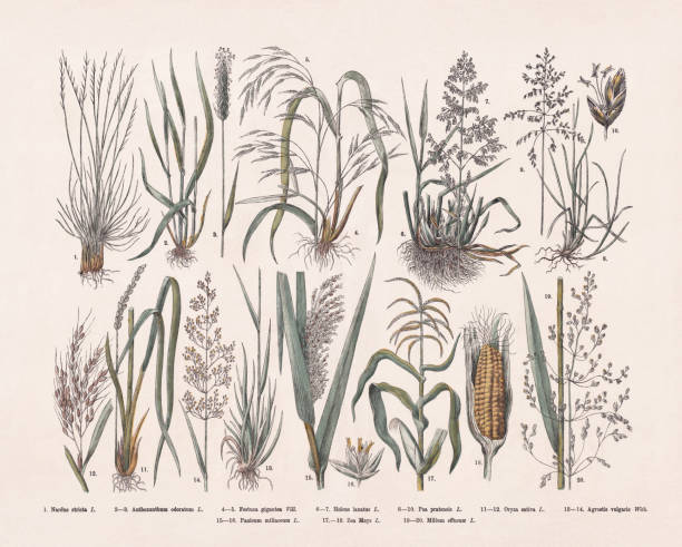 잔디 (poaceae), 손으로 채색 한 나무 조각, 1887 년에 출판 - sweet grass stock illustrations